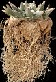 Ariocarpus retusus_(rad)